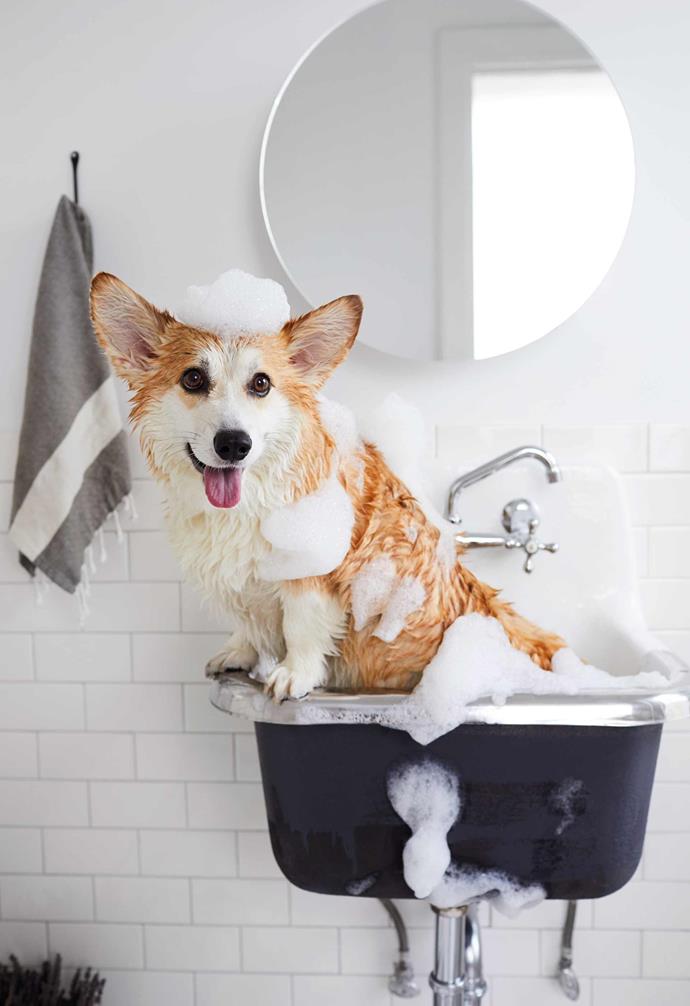 A clever designed pet bath will save you the hassle of wrangling your furry friend into the bathtub or the bathroom sink and making a mess.