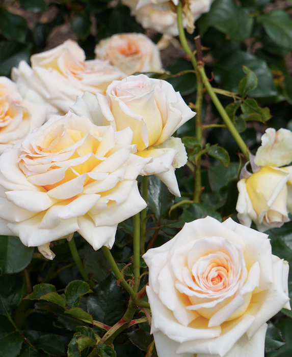Madame Anisette roses have a wonderful anise fragrance.