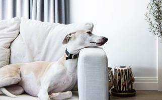 Creative ways to make your home pet friendly