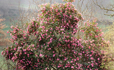 Camellias: How to care for this winter flower