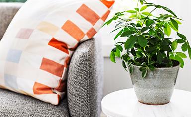 5 ways to tackle pesky indoor plant pests
