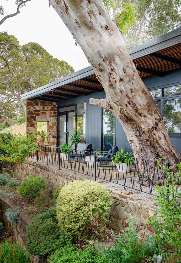 The garden of this very [Australian mid-century era home in Adelaide Hills](https://www.homestolove.com.au/mid-century-modern-home-adelaide-hills-21553|target="_blank") plays to its strengths; tiered planting, native shrubbery and a towering gum make up the centrepieces of this home's quintessential exterior.
<br>
*Landscaping: [Catnik Design Studio](https://www.catnikdesignstudio.com.au/|target="_blank"|rel="nofollow") | Photography: Jacqui Way*