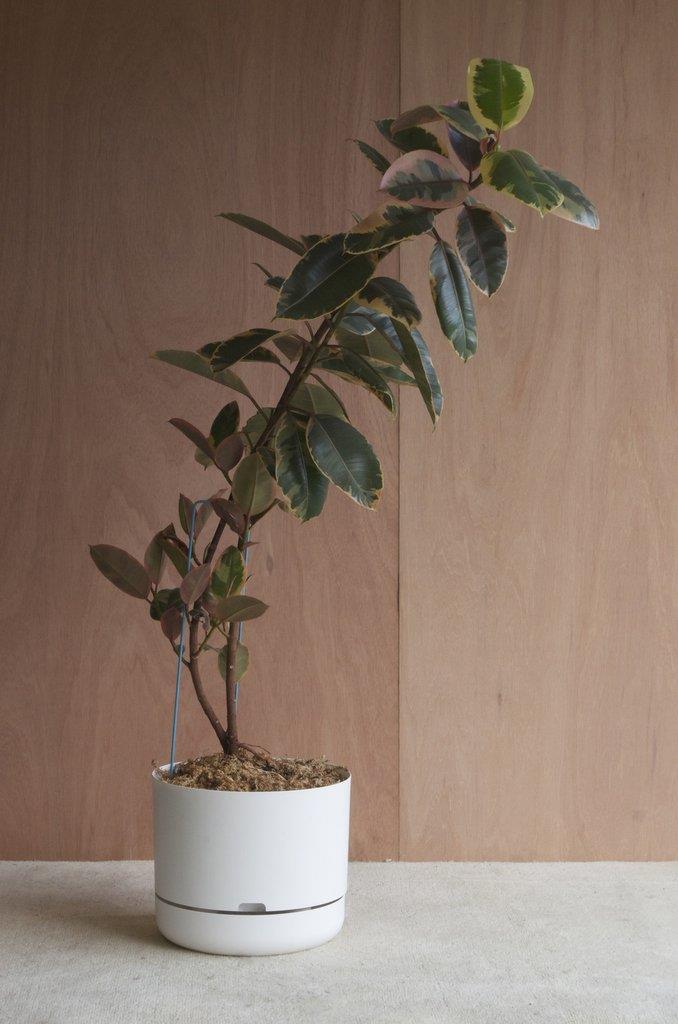 Mr Kitly x Decor Self Watering Plant Pot (375mm), $38, [Mr Kitly](https://mrkitly.com.au/products/decor375|target="_blank"|rel="nofollow")