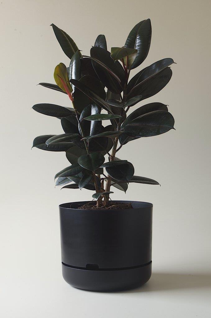 Mr Kitly x Decor Self Watering Plant Pot (375mm) in Black, $38, [Mr Kitly](https://mrkitly.com.au/products/decor375|target="_blank"|rel="nofollow")