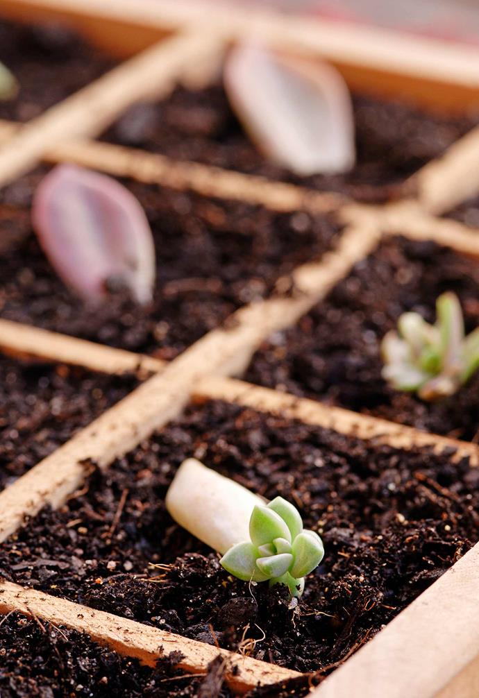 >> [How to grow succulents from cuttings](https://www.homestolove.com.au/grow-succulents-from-cuttings-3524|target="_blank").
