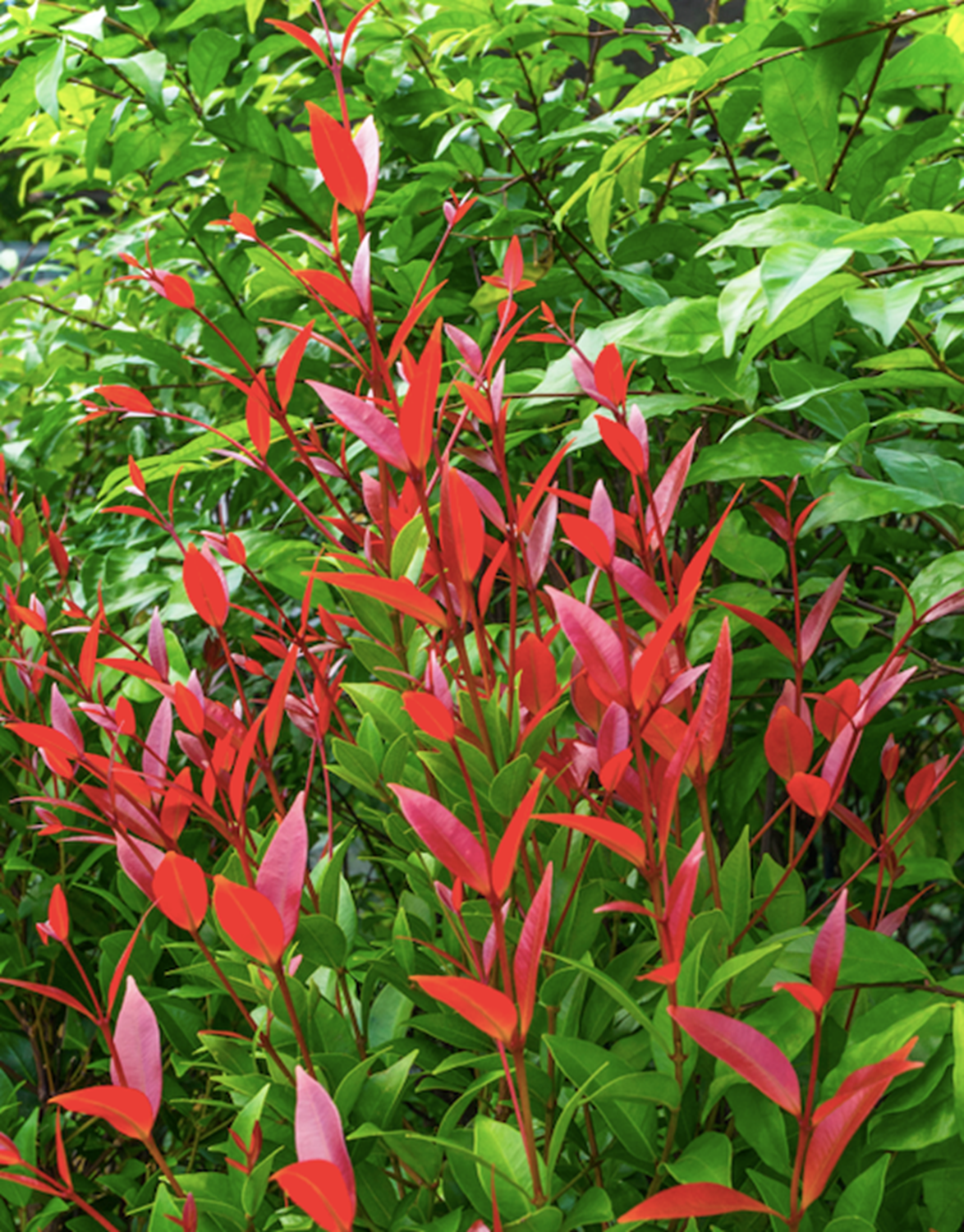 **Lillypillies** (*Syzygium smithii*): [Lillypilly trees](https://www.homestolove.com.au/lillypilly-9623|target="_blank") have plenty of glossy foliage to dress up and can be clipped into any shape, from a tapered cone for Christmas or a round shape for the rest of the year. Their red and green leaves make them feel extra festive.
