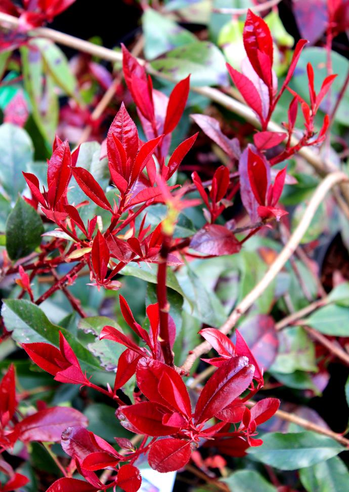 **Photinia 'Red Robin'** 
Photinias make for a vibrant hedge or screen. Their new foliage can vary from fiery red to bronze. It's a medium-fast growing plant that reaches 1-3m in height and up to 1.2m wide. If not allowed to grow to its natural width, it can appear twiggy due to its large leaf.