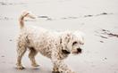 9 best dog beaches in Australia