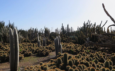 Inside the largest cactus garden in Australia