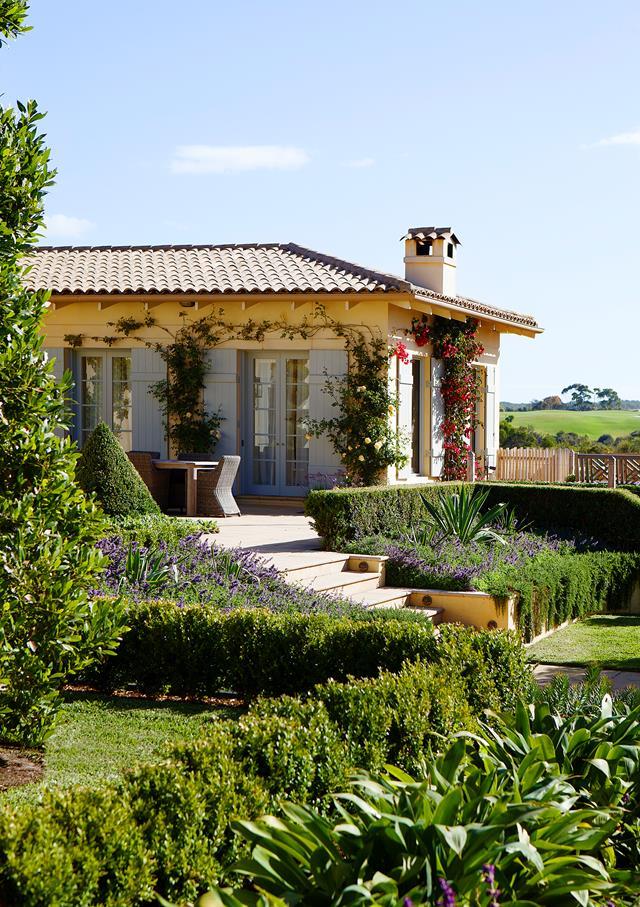 A judicious trim and sensitive restyling has brought this [Mornington Peninsula property](https://www.homestolove.com.au/mediterranean-style-garden-in-the-mornington-peninsula-20372|target="_blank") back to its former glorious condition. Masses of purple flowering compact catmint within the box hedge, along with Mexican Lily and trailing rosemary, create a strong Mediterranean feel to match the house.