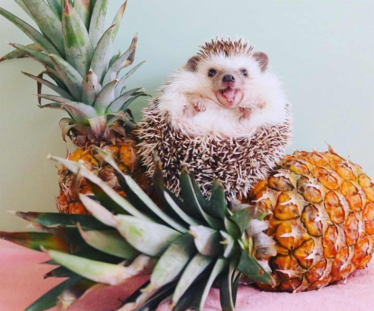 11 best pet Instagrams to follow right now | Homes To Love