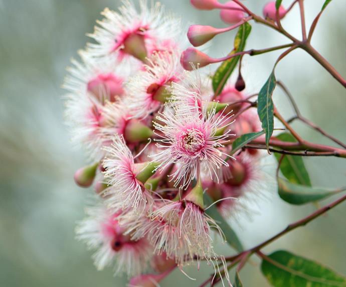 australian native flowers
