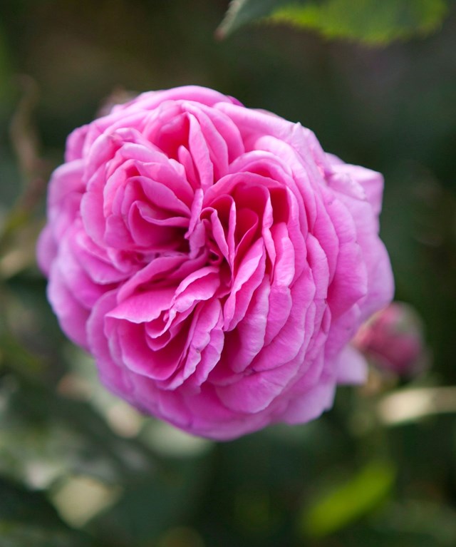 Heritage variety 'Bourbon rose' originated on the Isle of Bourbon (now called Reunion) near Mauritius.