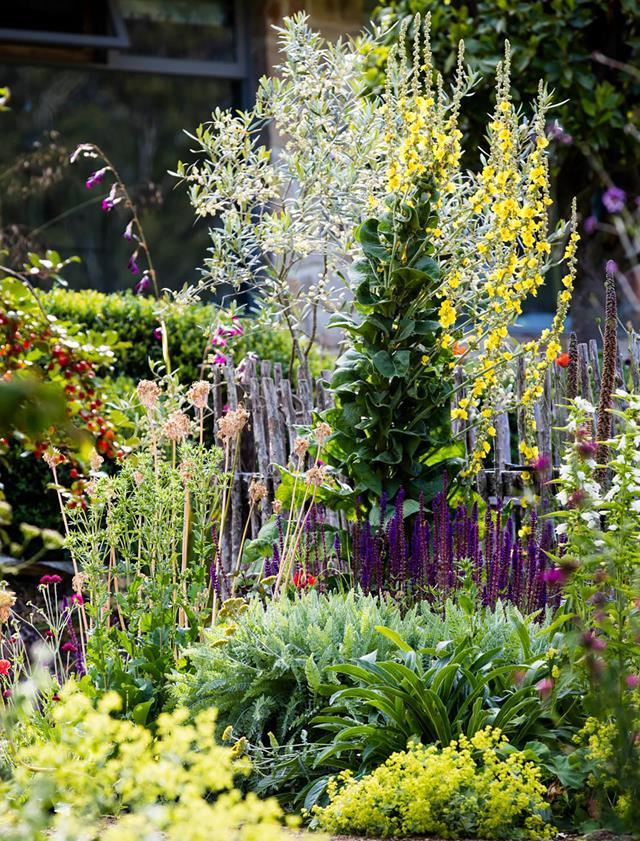 Nature leads the way in this special [Mount Wellington garden](https://www.homestolove.com.au/how-to-create-a-wild-naturalistic-garden-19986|target="_blank") created by Tasmanian Sally Johannsohn. Yellow Verbascum olympicum towers over purple Salvia 'Caradonna', pink Nectaroscordum siculum and lime Alchemilla mollis, with a silvery olive tree at the back.