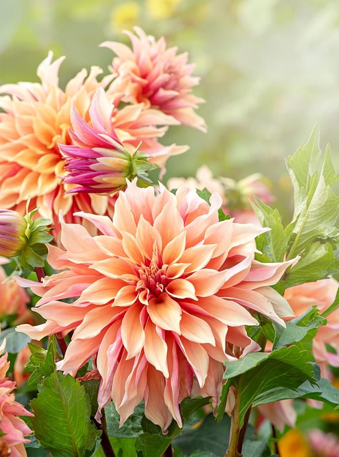 **Dahlia**<p>
<p>Loved for their vibrant blooms and lush foliage, [dahlias](https://www.homestolove.com.au/plant-guide-dahlias-9992|target="_blank") are a part of every florist's arsenal but they are also surprisingly easy to grow in your own backyard.Dahlias require full sun with and miniature varieties are suitable for [growing in pots](https://www.homestolove.com.au/top-performing-potted-plants-for-your-garden-2183|target="_blank"). They have fleshy roots called tubers that require well-drained, compost-rich soil.
