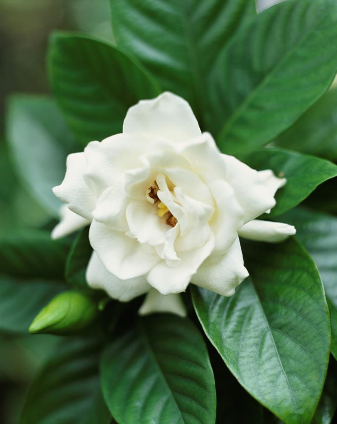 **Gardenia**<p>
<p>The beautiful perfume of [gardenia](https://www.homestolove.com.au/troubleshooting-gardenias-how-to-stop-them-from-turning-yellow-9901|target="_blank") blooms can permeate an entire garden. Be sure to keep up the fertiliser each season and water in well, they are heavy feeders and will reward you with plentiful flowers and lush green growth for your efforts. <p>
