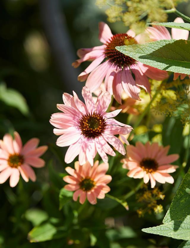 **Echinacea**<p>
<p> [Echinacea](https://www.homestolove.com.au/plant-guide-echinacea-9831|target="_blank") 'Sundown' was developed by Richard Saul as a hybrid of *E. purpurea* and *E. paradoxa*. It has tones of copper and rosy coral that vary in strength with the season and flower age. It features a flat-topped cone in the centre of the bloom, has a honey scent and will grow to around 60–90cm.