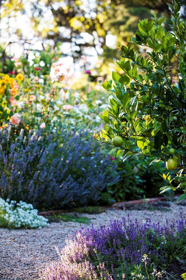 **Lavender**<p>
<p> Lavender is an easy-to-grow flower that instils peace, creates a blanket of colour and has a serene fragrance that is unsurpassed. [Lavender](https://www.homestolove.com.au/plant-guide-lavender-9188|target="_blank") prefers hot summers and dry winters and is best grown in neatly clipped hedges, in pots, in a herb circle, knot garden or courtyard.<P>