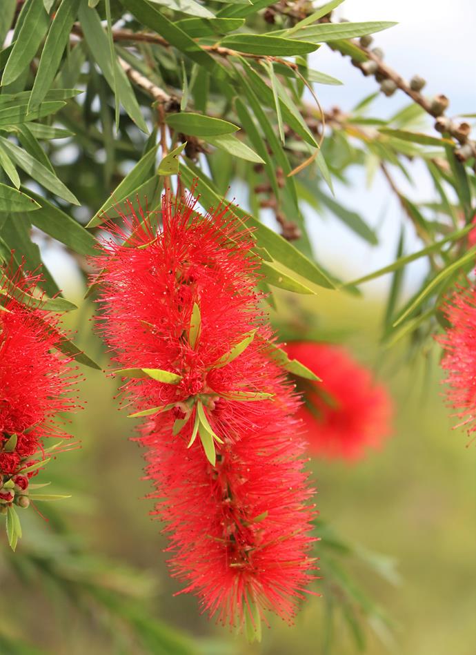 **Bottle Brush**<P>
<P>[Bird attracting](https://www.homestolove.com.au/attracting-native-birds-to-your-garden-australia-6368|target="_blank") and garden brightening, bottle brush require just a little attention once established. Annual feeds with a native fertiliser in spring, and weekly watering will keep this bright spark happy in your yard.