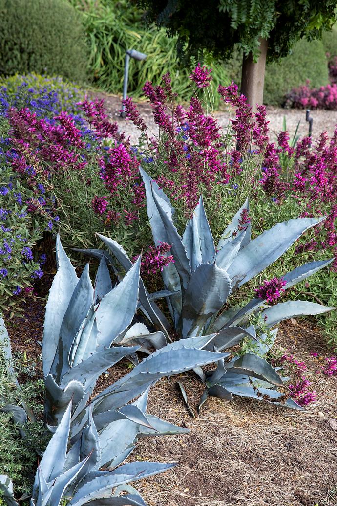 A contrast of form and colour, with the large silvery leaves of sculptural Agave americana, or century plant, set against the delicate foliage and pink flowers of Agastache, to dramatic effect.
