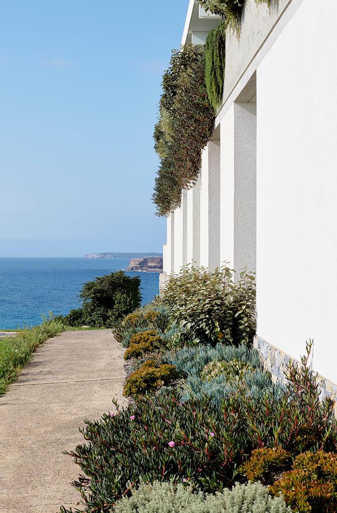 Hardy coastal plantings line the property and give back to the streetscape, climbing up and spilling down over crisp white walls in a way that feels entirely in sync with the blithe seaside scene of this quintessentially Australian locale.