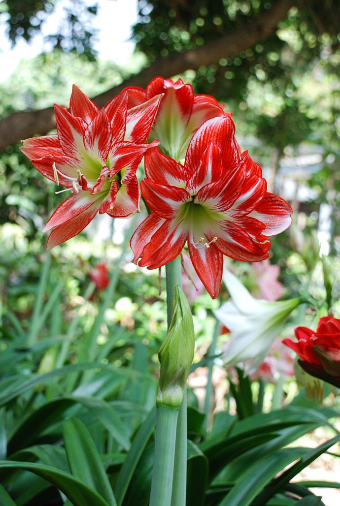 Amaryllis grow well in most parts of Australia and also thrive in pots.