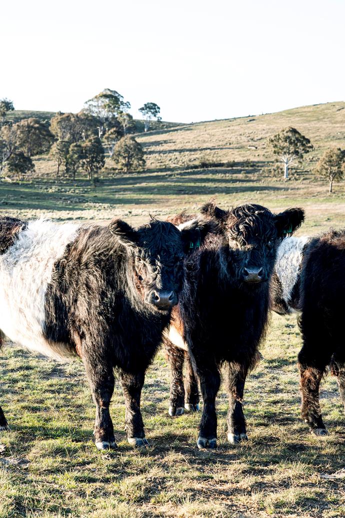 Belted Galloway cattle.