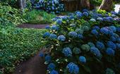 How to grow and care for hydrangeas