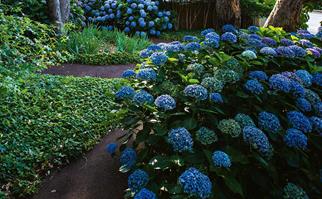 Blue hydrangea flowers in a formal garden in Margaret River, WA