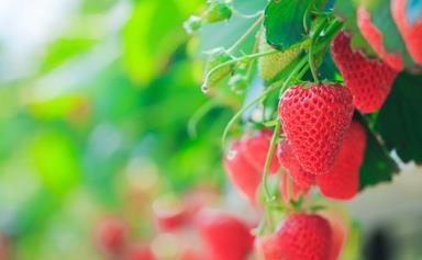 How to grow and care for summer berries