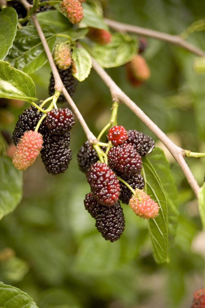 Once blackberries are in season, new berries will spring up almost daily.