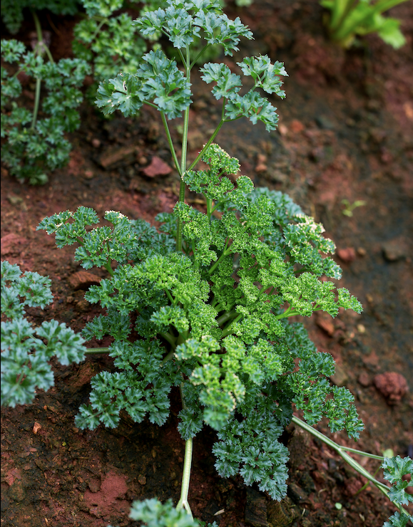 Parsley is a common herb used to garnish Italian cuisine.