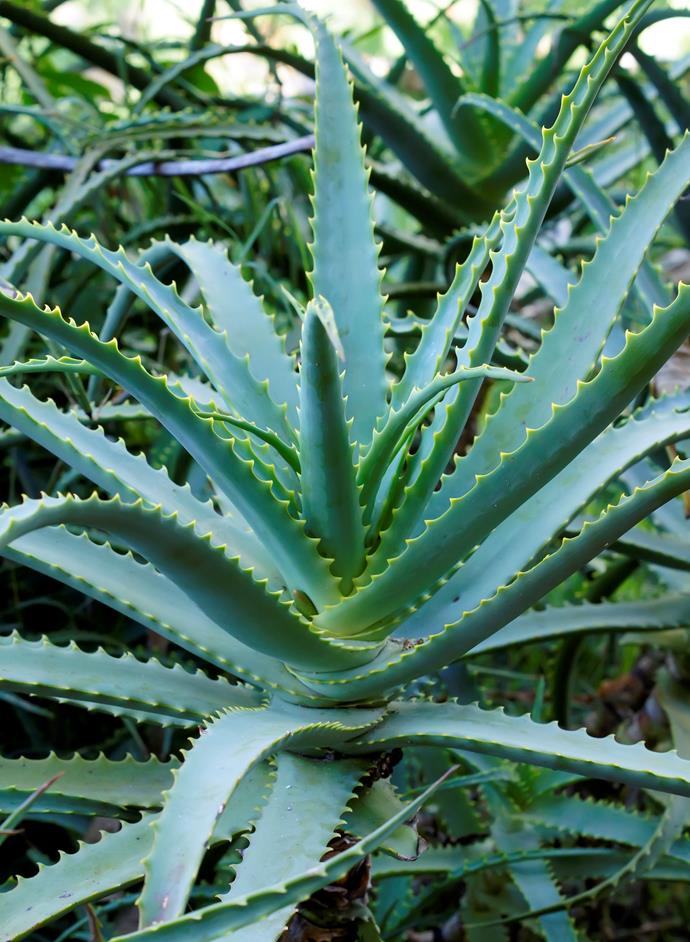 Aloes are reliable, tough and undemanding [succulents](https://www.homestolove.com.au/expert-tips-how-to-grow-and-care-for-succulents-2988|target="_blank") the produce candles of orange and red flowers from autumn to winter. Birds love them! Grow aloes in full sun in well-drained soil. They'll also grow in a pot. Water to establish but then only occasionally.