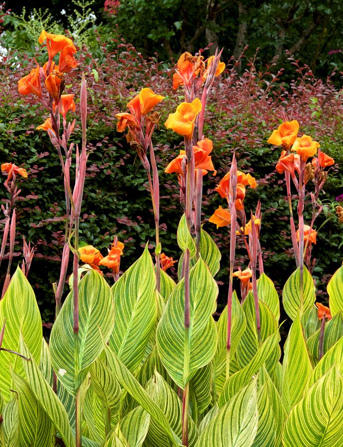 Canna 'Tropicanna' is grown for its boldly striped leaves, orange flowers and tough attitude. It likes full sun, tolerates wet soil and can be grown in a large pot. It grows to around 1.2-2m high but dies down over winter.