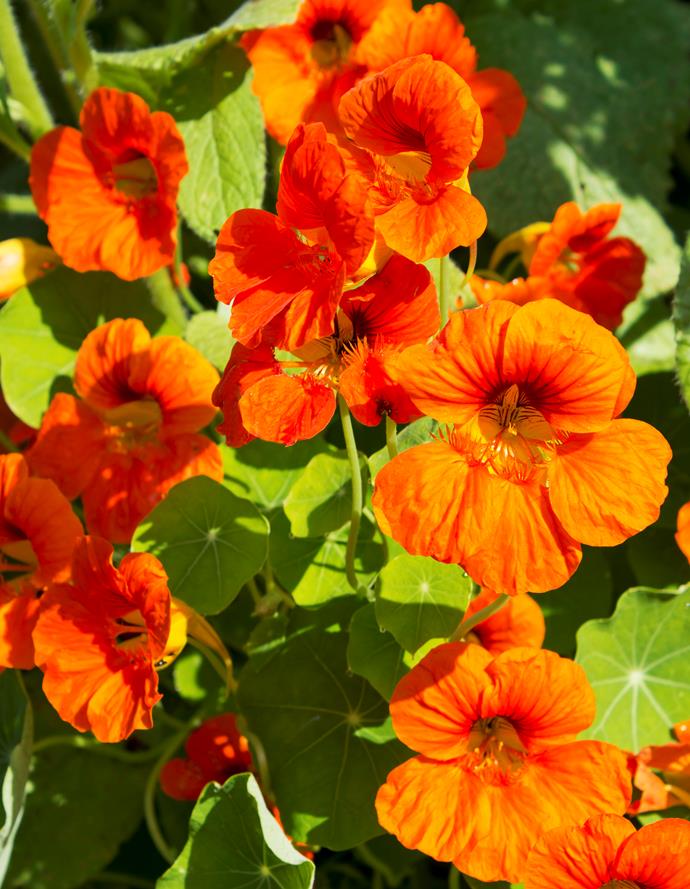 Nasturtium is an easy-to-grow trailing annual with orange, yellow or bicolour flowers. It grows in sun or shade but flowers best in sun. It won't last forever but when it dies, new plants grow from the seeds left behind. Pick the [edible flowers](http://www.homelife.com.au/gardening/features/edible+flowers,10523) for a vase or to add to a salad! This is a great plant for kids to grow.