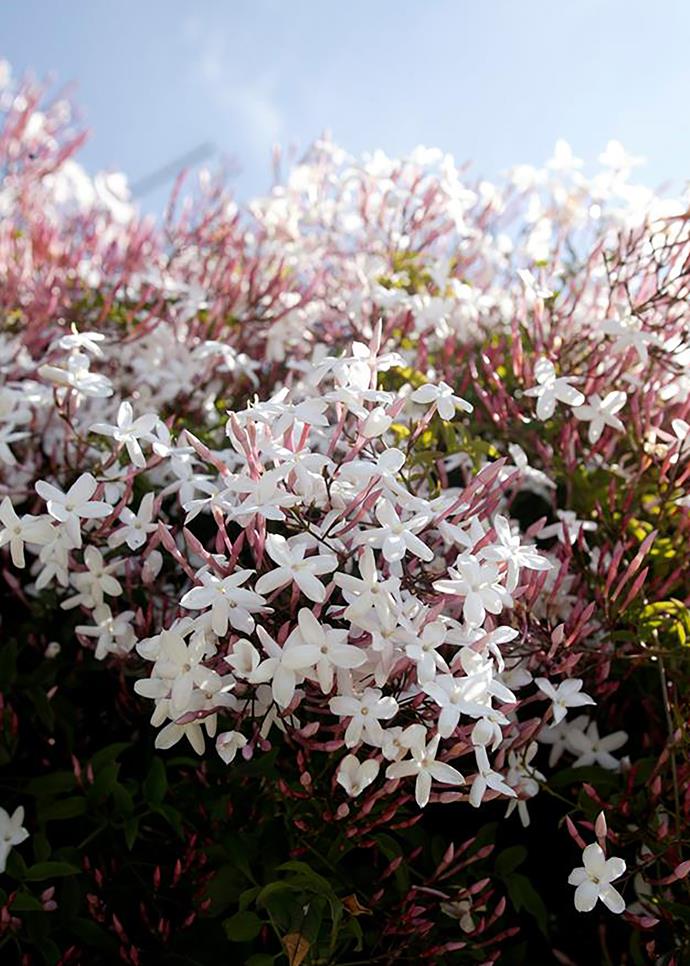 Star jasmine is both tough and versatile. It can grow as a no-fuss groundcover or a [climber](https://www.homestolove.com.au/fast-growing-climbing-plants-1584|target="_blank") in sun or shade. The star-like flowers are heavily perfumed and cover the plant in mid-spring. It's evergreen and flowers best in full sun trained against a wall. It has milky sap like some of these other tough plants