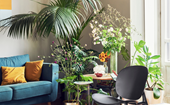 15 best indoor plants for your home