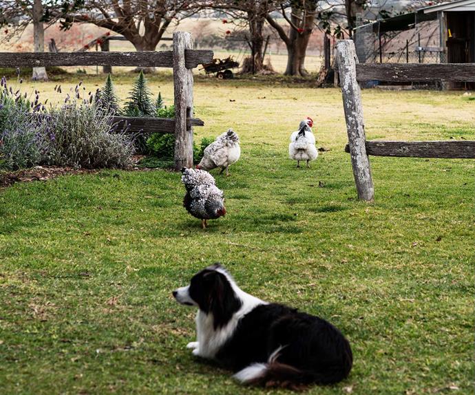 Border Collie dog lying on the grass with chickens in the background