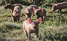 A family raising contented, free-wandering pigs
