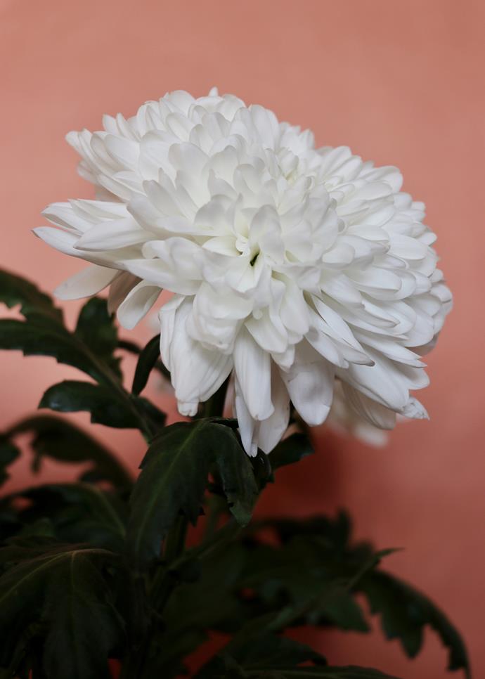 White chrysanthemum.