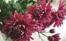 How to grow and care for chrysanthemums