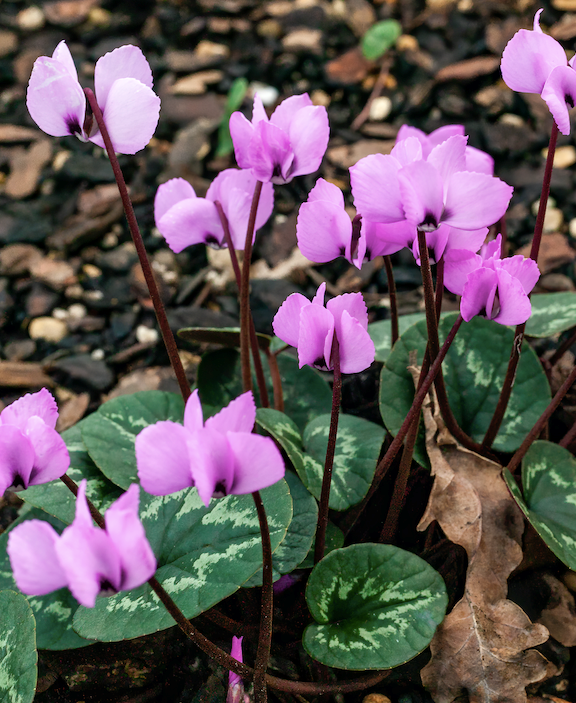 There are about 20 species of cyclamen. All are native to the Mediterranean area, east to Iran and south into Africa. Not all of the species are frost tolerant, but these three are tough, so make excellent outdoor garden plants.
