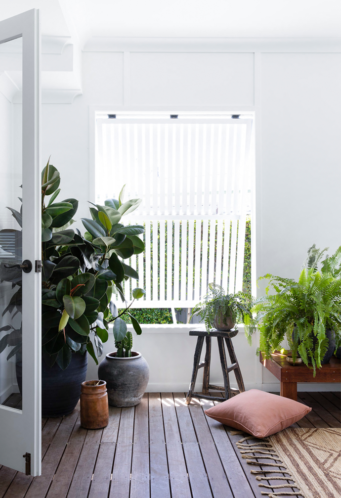 **Rubber plant** *(Ficus elastic)*
<br><br> 
While they are extremely hardy, rubber plants need lots of space in a well-lit spot away from direct sun. Consider a light fertilise every second week in spring/summer. Rubber plants can grow incredibly tall if allowed.