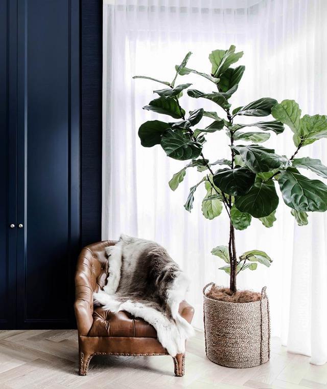 **Fiddle leaf fig** *(Ficus lyrata)*
<br><br> 
A [fiddle leaf fig](https://www.homestolove.com.au/tips-for-caring-for-fiddle-leaf-fig-trees-4923|target="_blank") will happily live indoors, so long as it has good light and regular water top-ups (but don't overdo it). Needs bright light; no drafts. Consider repotting every year until it reaches desired height.