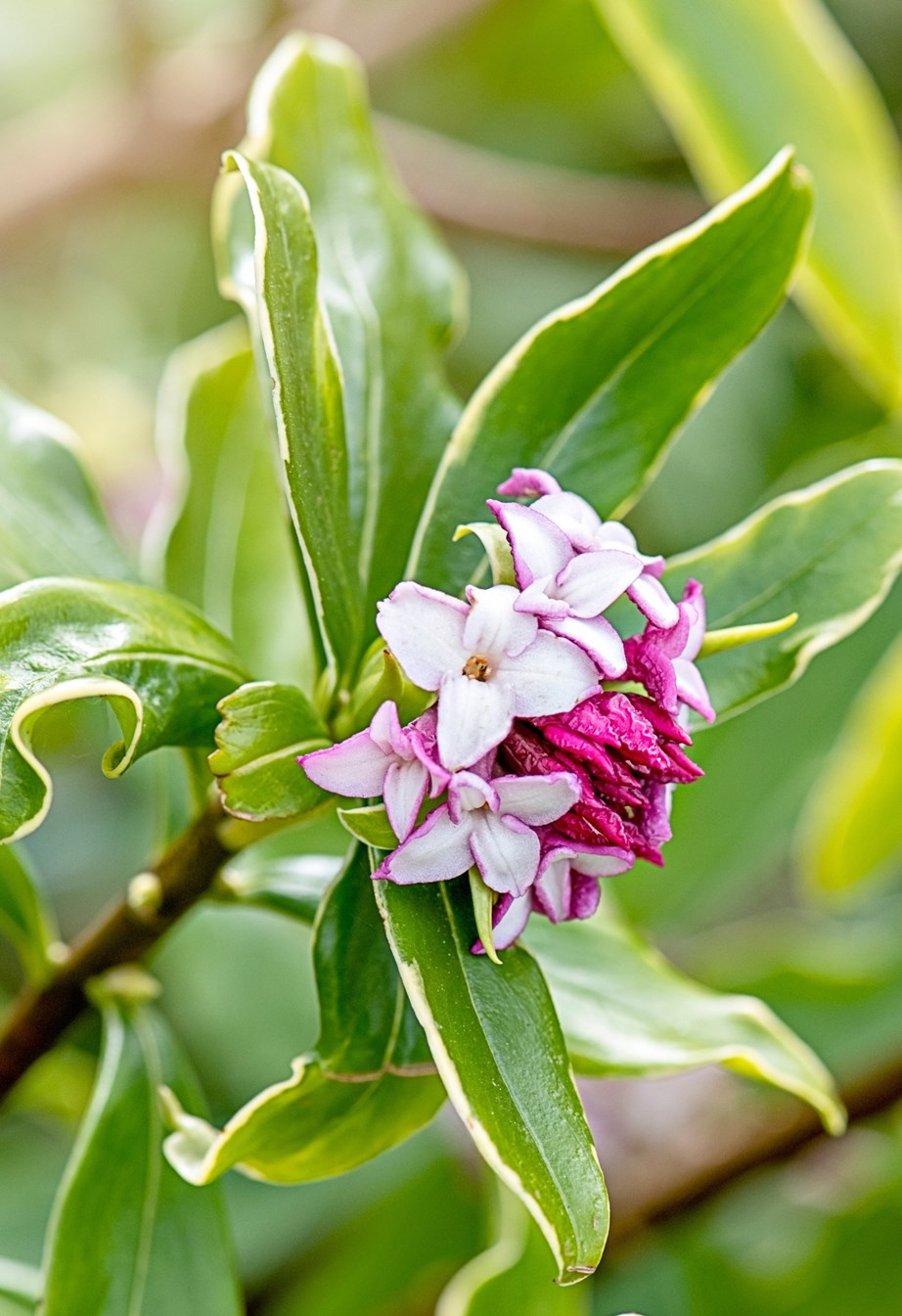 Depending on the species, daphne flower can be white, cream, yellow or pink. Photo: Getty