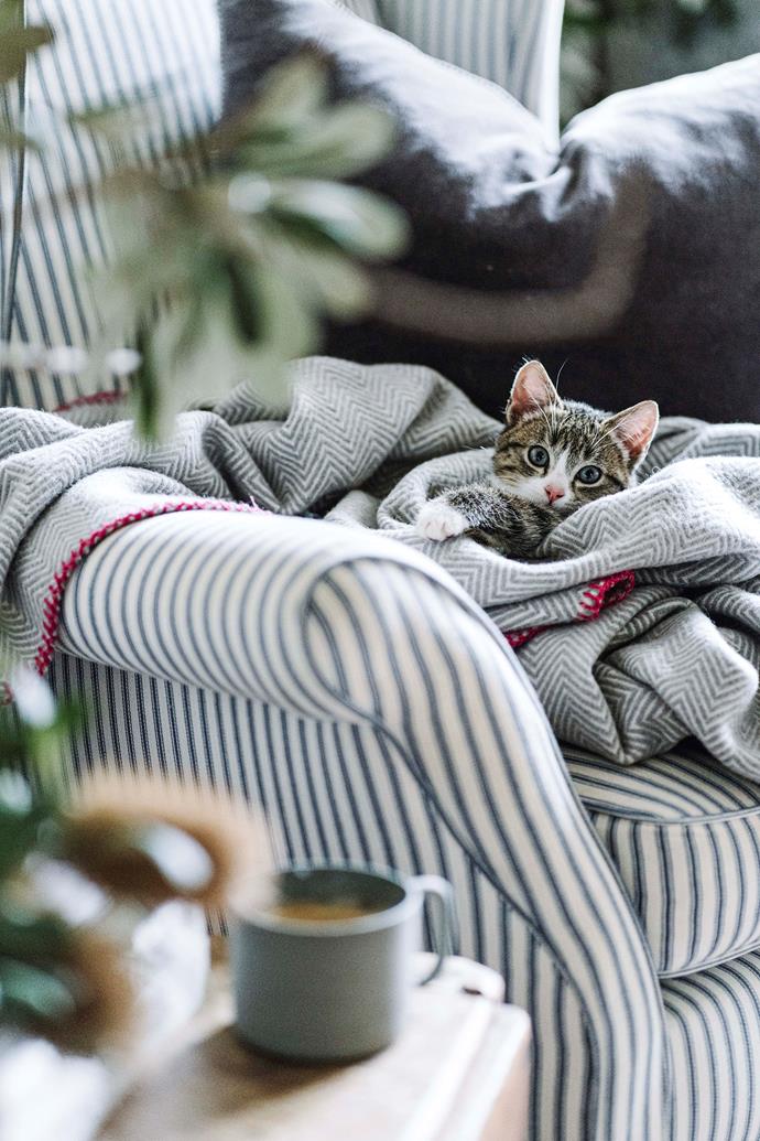 Billie the rescue kitten looks like a little burrito wrapped up on the sofa in his gorgeous [1950s farmhouse](https://www.homestolove.com.au/1950s-farmhouse-makeover-22829|target="_blank") in Molyullah, north-eastern Victoria.