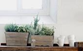 Expert tips for growing herbs indoors