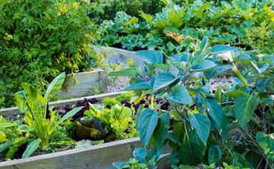 5 tips for growing a vegetable garden you'll actually use