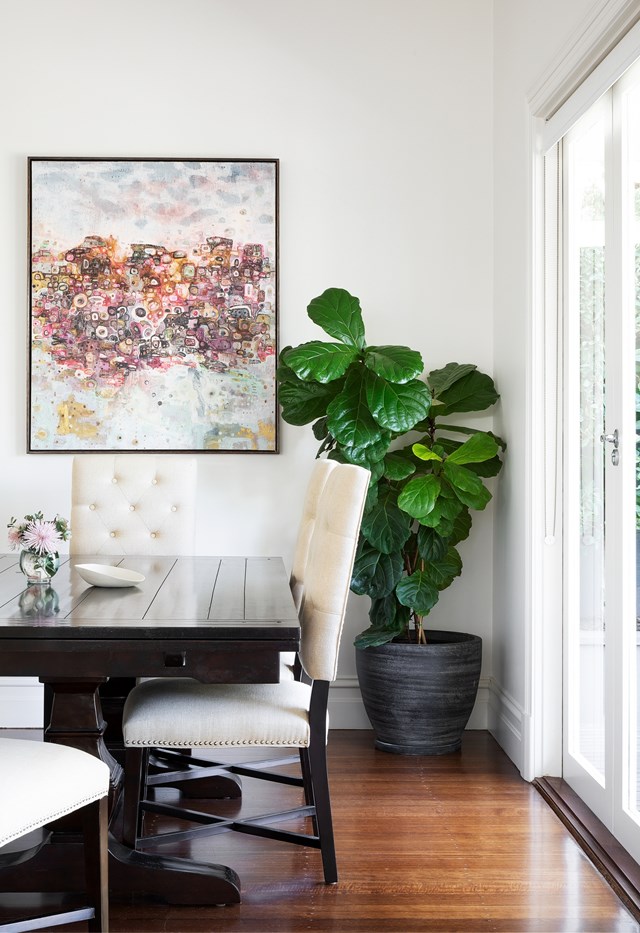 ***Click here to find out [how to keep your fiddle leaf fig alive >](http://www.homestolove.com.au/tips-for-caring-for-fiddle-leaf-fig-trees-4923 |target="_blank") ***