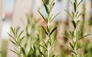 How to propagate rosemary from a cutting